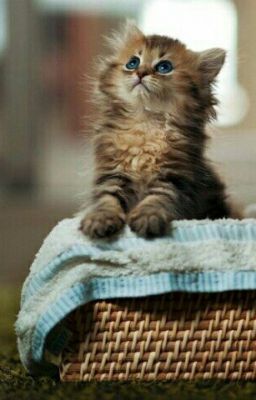 Элита и ботаник