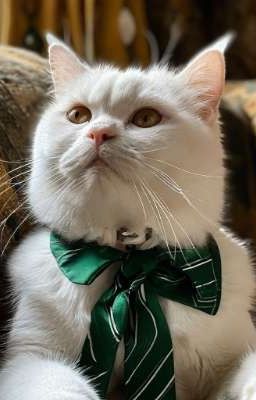 Мяу, Грейнджер 