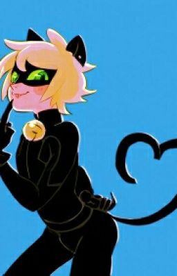 Кошачий беспредел 