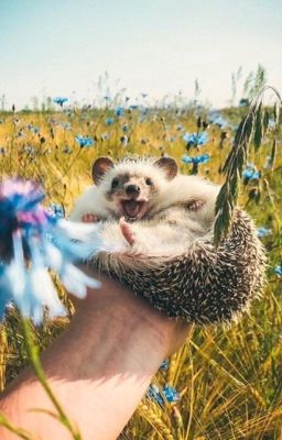 Искусство ежика