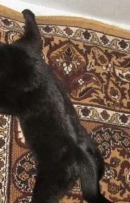 Приключения и открытие Бича из Warriors cats