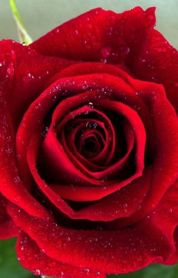 Верная любовь героини.