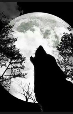 Академия оборотней.