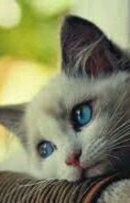 История Мурки по её дневнику.