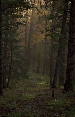 Затерянный лес
