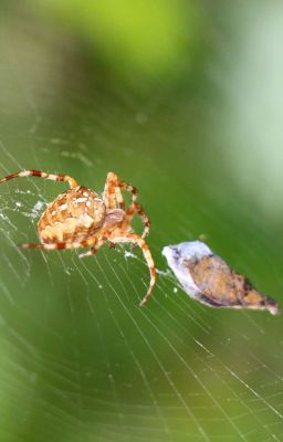 Бабочка и паук