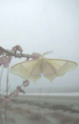 Пьеса об Йозефе и Миетте