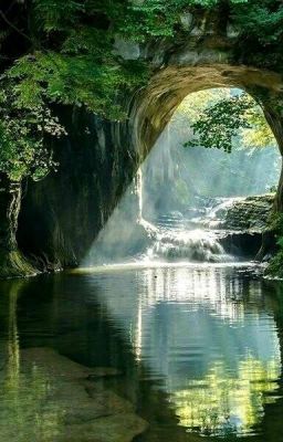 Красные лепестки роз 🌹