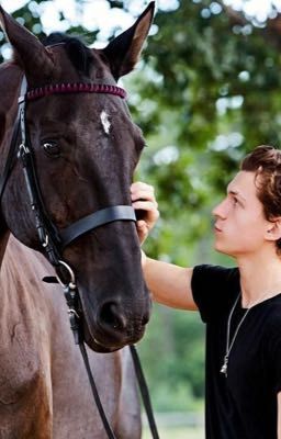 Holland and horses