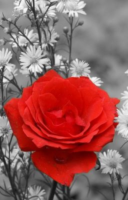 Краткое содержание.Классика