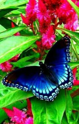 жизнь бабочки: рай или игра на выживание?