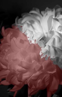 Астры, несущие смерть