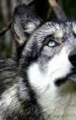 ~ Академия Оборотней И Вампиров~