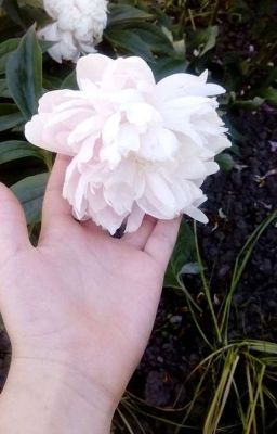 ~Странная Принцесса~