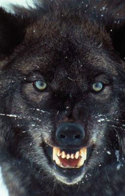 Ведьма-оборотень или нелёгкая жизнь девушки-война