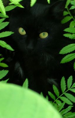 Из грязи в князи