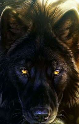 Академия оборотней 