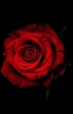 Пока не упадёт последний лепесток.