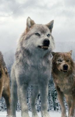 "Ведьма"- Или Любовь Для Оборотня " ЗАПЕЧЕТЛЕНИЕ"