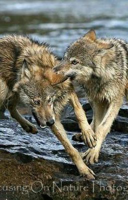 Мои Бастарды