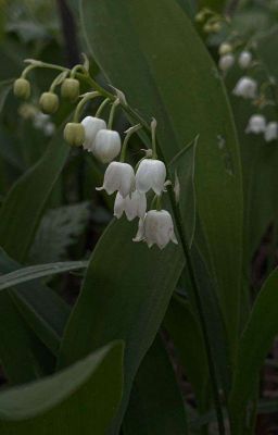 Чëрно-белый ландыш