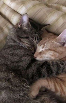 аппаратура 