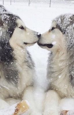 предательство и любовь за одно лето