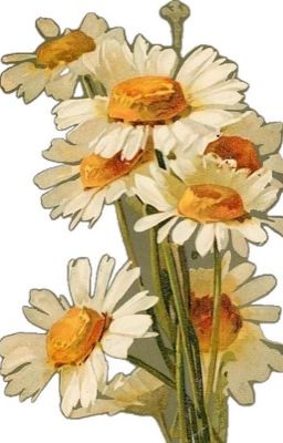 Сборник моих стихотворений 