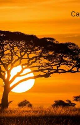 Сара - гиеновая собака.