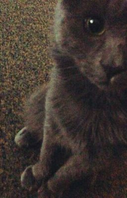 Дневник моего кота