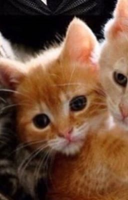 Гарри Коттер и философский вискас