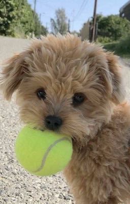 Собачка Дори и ее приключения 🫶🏼