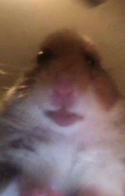 Приключения Миши 