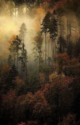 О музыкальном дубе, лесном духе и музыкантах...