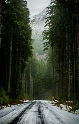 Странный лес 