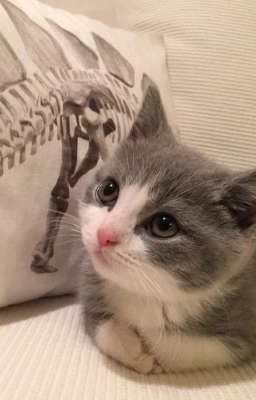 милый котик 