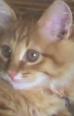 Мяуколка и мандаринка