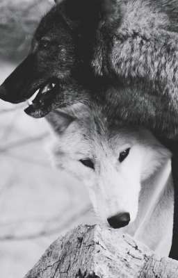 Любовь с привкусом соленой карамели 