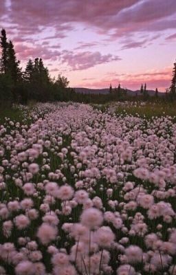 Опьяненные любовью