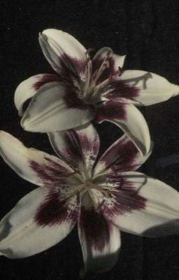 Тень горничной 