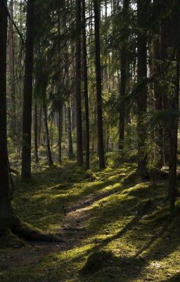 дети леса  тайна тёмного леса