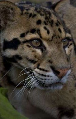 агент Гидры по прозвищу Леопард