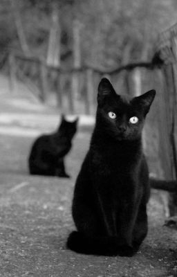 Кошачий дар