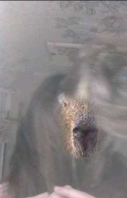 не история а пост. ВАЖНАЯ ИНФОРМАЦИЯ ПРО МЕНЯ И ОТВЕТЫ НА ВОПРОСЫ!