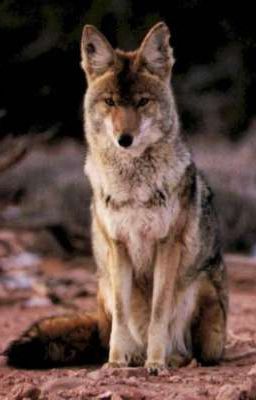 койот в волчей стае. 