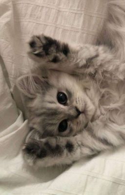 Дневник Таечки 