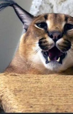 ОРСА. ЖИЗНЬ ШЛЁПЫ И АБОБУСОВ