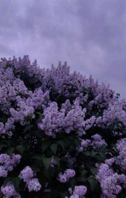 Влюблённая сирень..