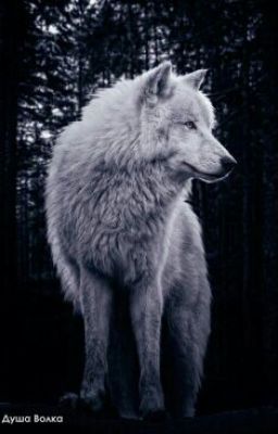 Академия оборотней