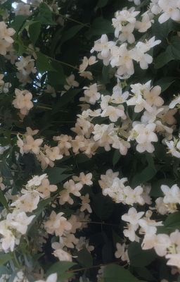 Северная орхидея 